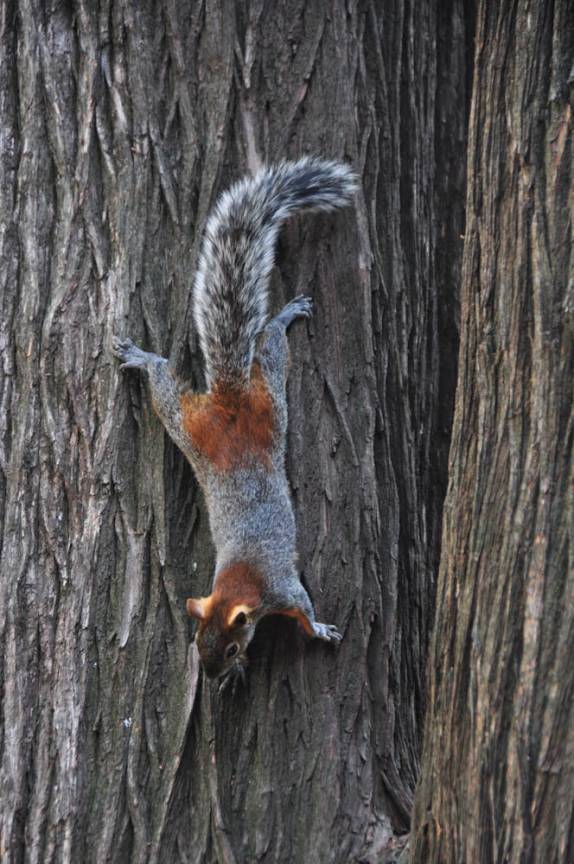 Muitos esquilos no Parque Chapultepec, na Cidade do México, capital do país